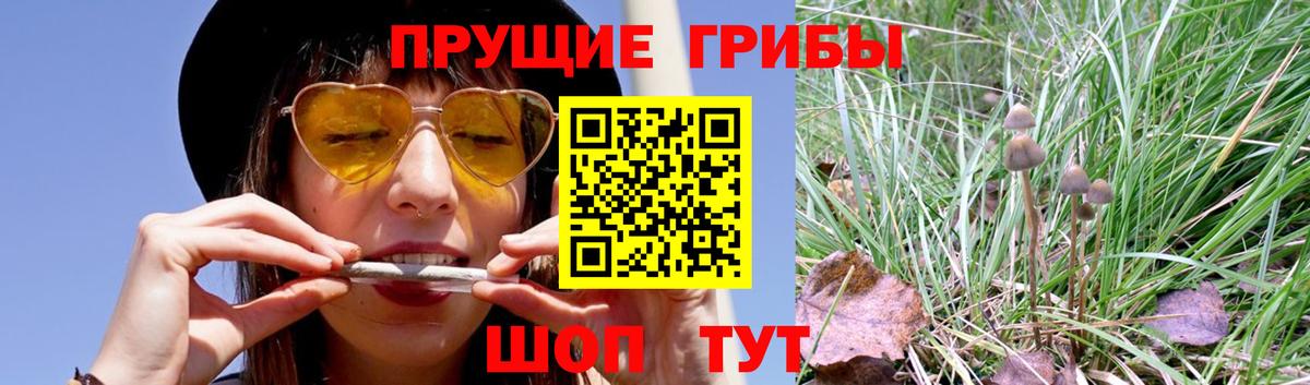 Псилоцибиновые грибы Psilocybe Алексин